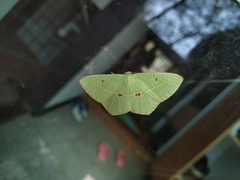 Tanaoctenia haliaria