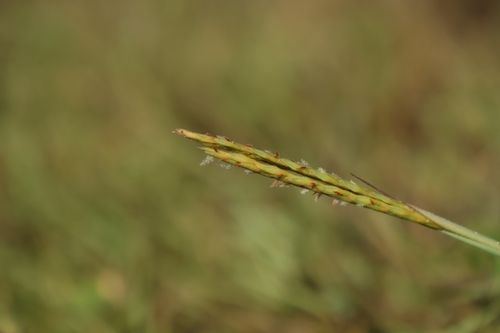 Ischaemum aristatum observed 2025-08-12
