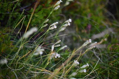 Elegant Catchfly (Silene ciliata)