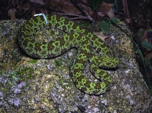 Photo of a Mt. Mang Pitviper (Protobothrops mangshanensis)