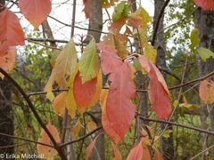 Viburnum cassinoides