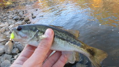 Micropterus punctulatus