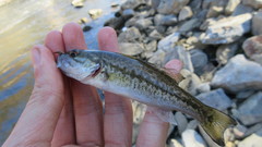 Micropterus punctulatus