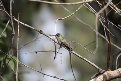 Cynanthus latirostris