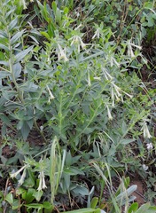 Lithospermum macromeria