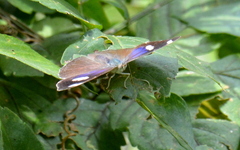 Diaethria bacchis
