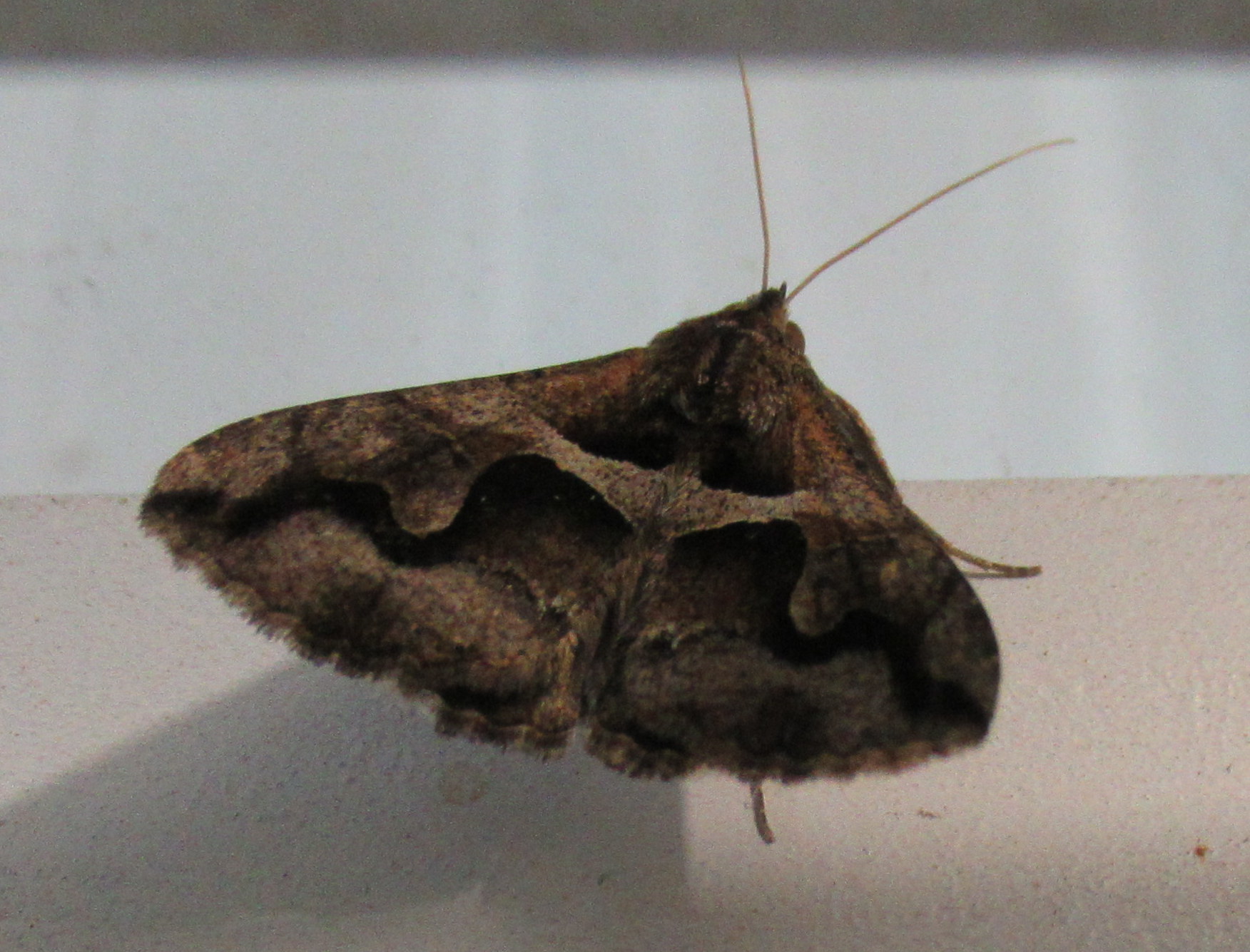 Melipotis cellaris image