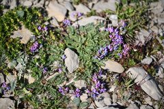 Oxytropis neglecta, photograph (c) Flavien Saboureau, some rights reserved (CC BY)