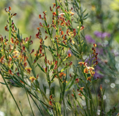Bossiaea scolopendria
