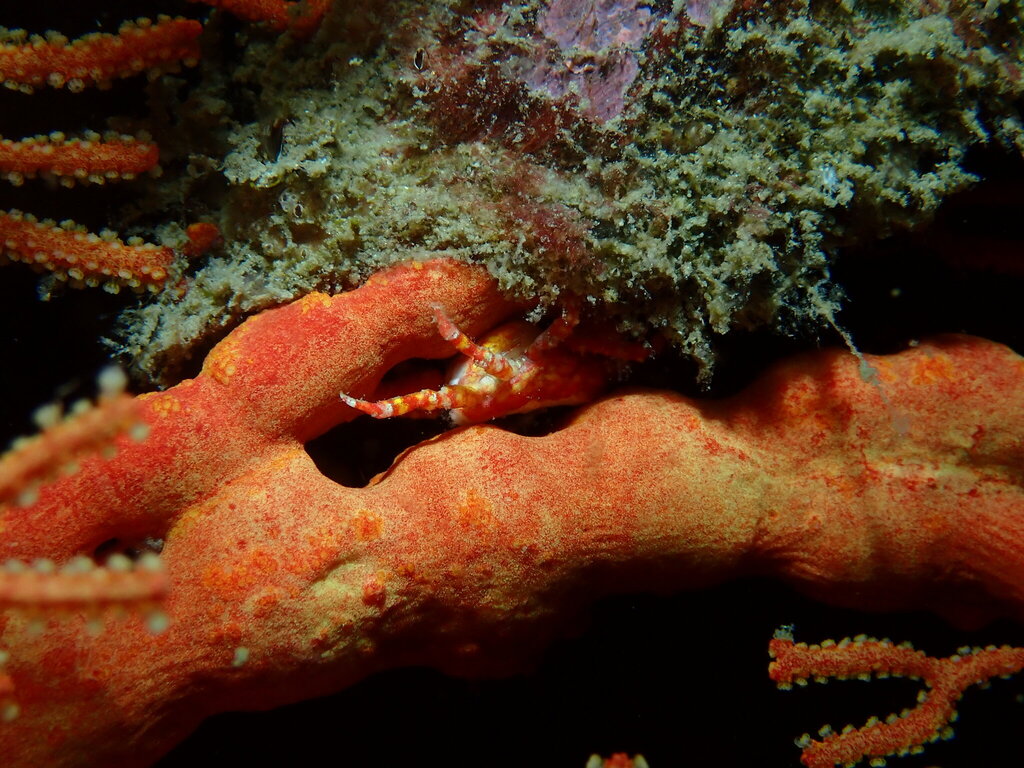 Conical crab