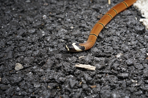 Kellogg's Coral Snake