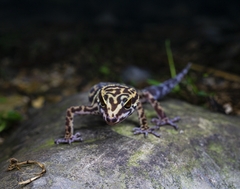 Yingde Leopard Gecko photo 5
