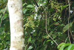 Mionectes oleagineus