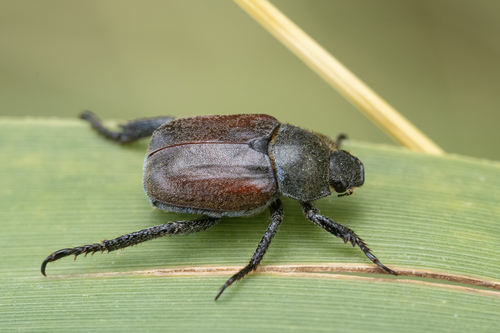 Welsh Chafer