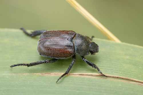 Welsh Chafer, photo 4 of 10