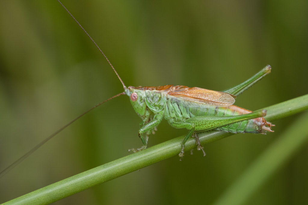 Short-winged Conehead