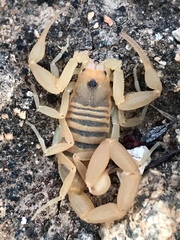 Centruroides exilicauda