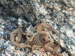 Centruroides exilicauda