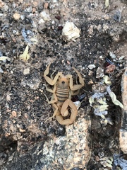 Centruroides exilicauda