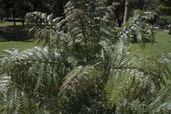 Jacaranda cuspidifolia