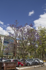Jacaranda cuspidifolia