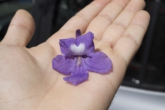 Jacaranda cuspidifolia