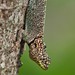 Chaco Spiny Lizard - Photo (c) Eric Carpenter, some rights reserved (CC BY-NC), uploaded by Eric Carpenter