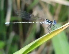 Argia pulla