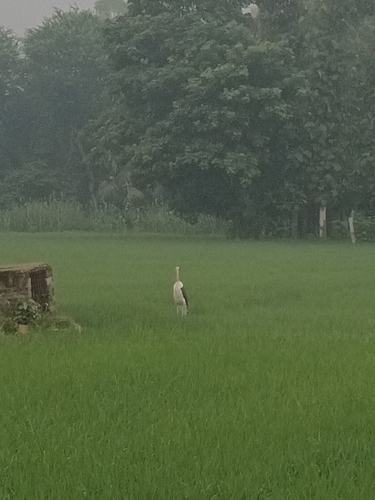 Lesser Adjutant