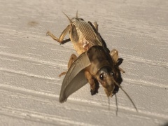 Neoscapteriscus