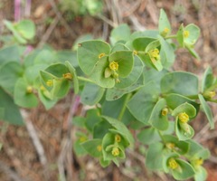 Tithymalus