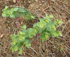 Tithymalus