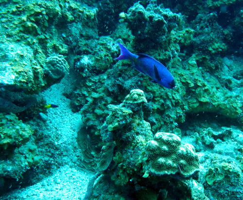 Barracuda waitin boy (Clepticus parrae) — Labridae — 5
