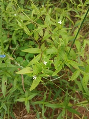 Catharanthus pusillus, photograph Raja bandi, CC BY, iNaturalist via GBIF