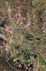 Ipomopsis macrosiphon