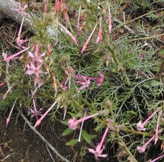 Ipomopsis macrosiphon