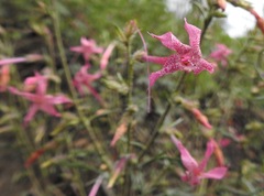 Ipomopsis macrosiphon