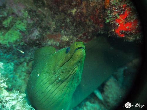 Green moray eel