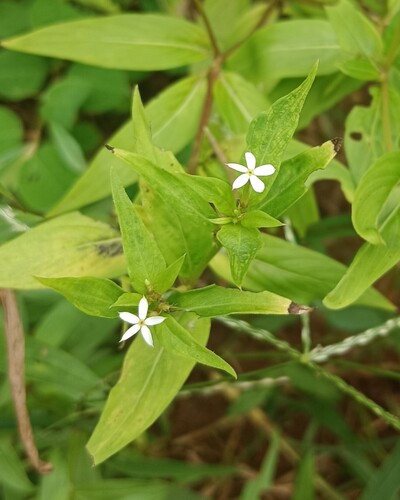 Catharanthus pusillus, photograph 3