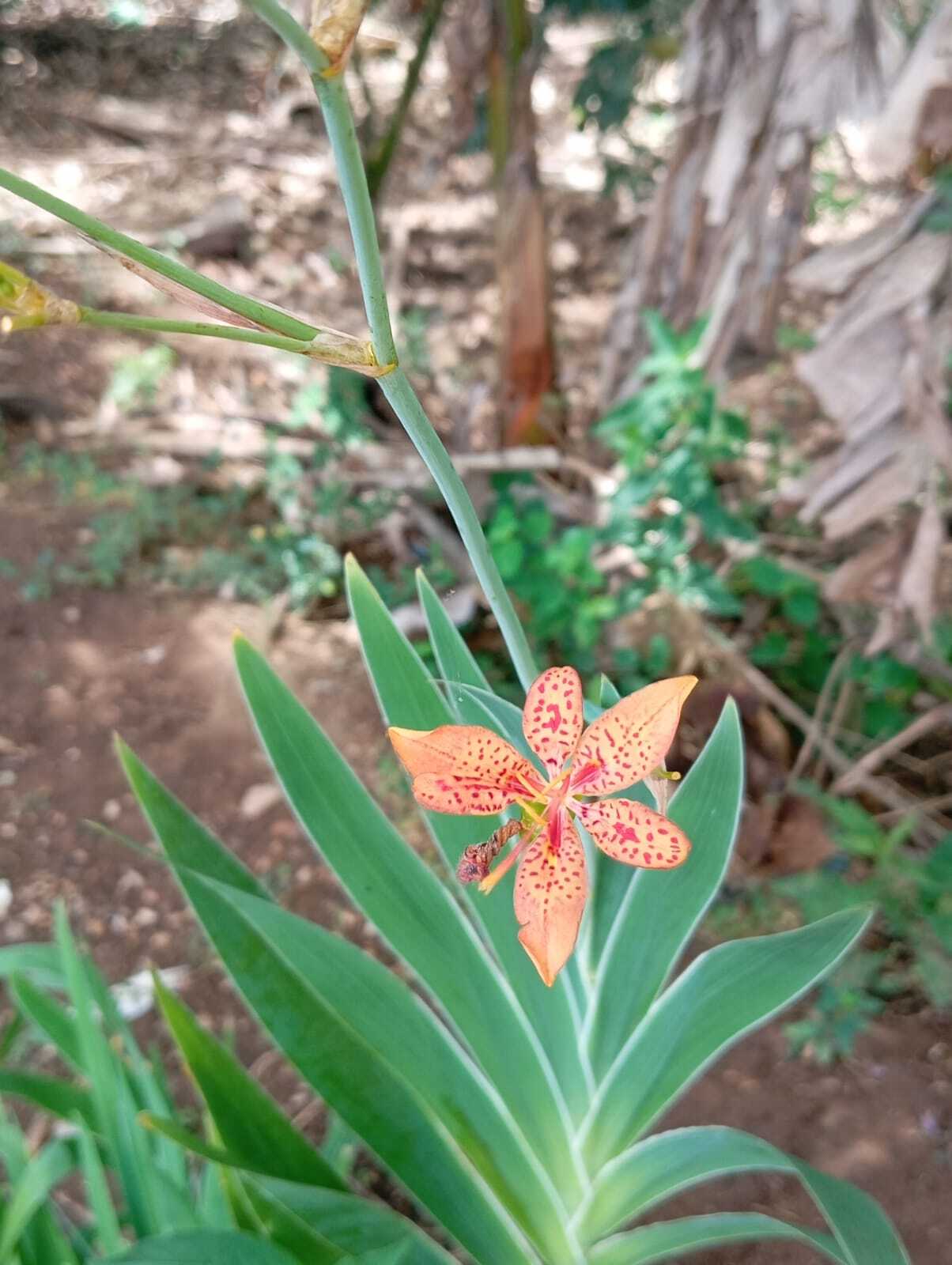 Iris domestica