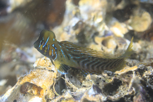 Oyster blenny (Omobranchus anolius) — Blenniidae — 3