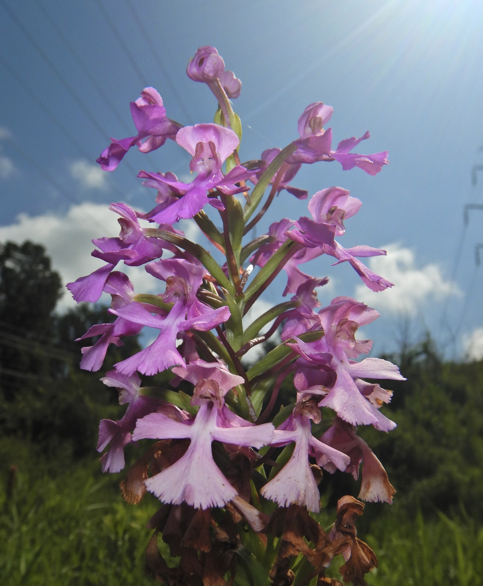 Platanthera peramoena