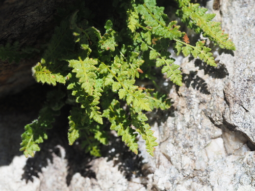 alpine woodsia (Woodsia alpina)