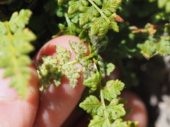 Woodsia alpina, photograph (c) Augustin Soulard, some rights reserved (CC BY)