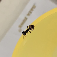 Dimorphomutilla helleri