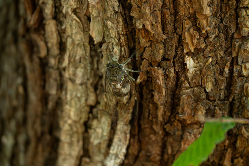 Robust Cicada