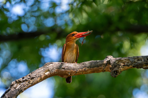 Ruddy Kingfisher