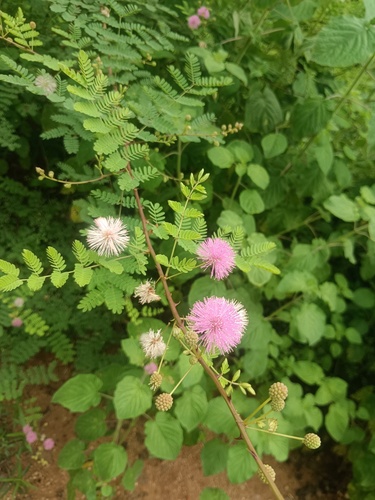 Himalayan mimosa (Mimosa rubicaulis)