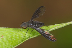 Anthrax argyropygus