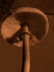 Chlorophyllum molybdites image